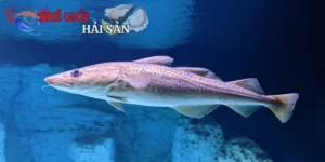 Cá Tuyết Alaska Nhập Khẩu – Vị Ngon Dinh Dưỡng Từ Cực Bắc