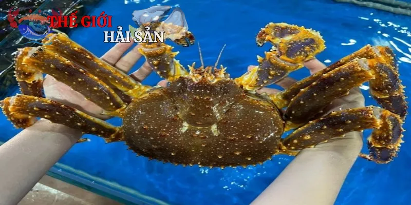Một vài thông tin sơ lược về Cua Hoàng Đế