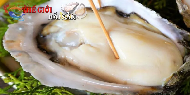 Lợi ích mà hàu mang đến cho sức khỏe con người