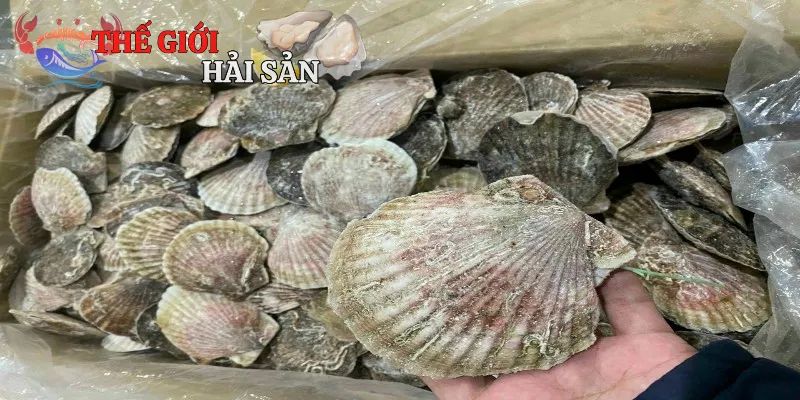 Sò điệp Nhật là tinh túy biển cả trao tặng