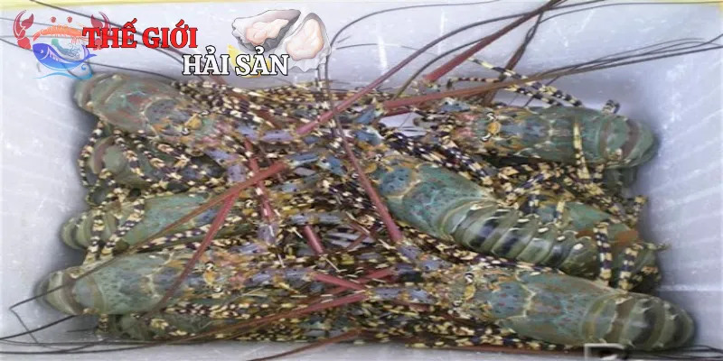 Lợi ích khi chọn mua tôm hùm được đông lạnh