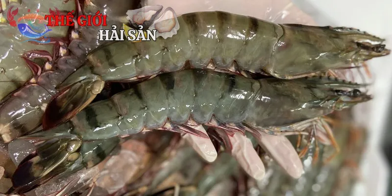 Tôm sú là đặc sản do biển cả mang đến