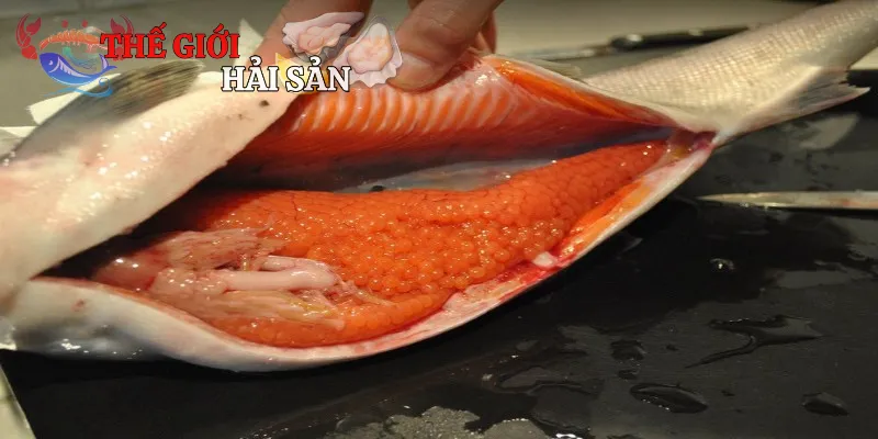 Khái quát về trứng cá hồi đặc sản cao cấp từ biển cả